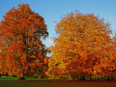 A European Beech vs. American Beech: What’s the Difference?