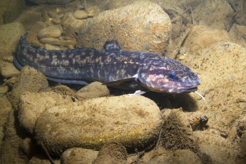 Burbot