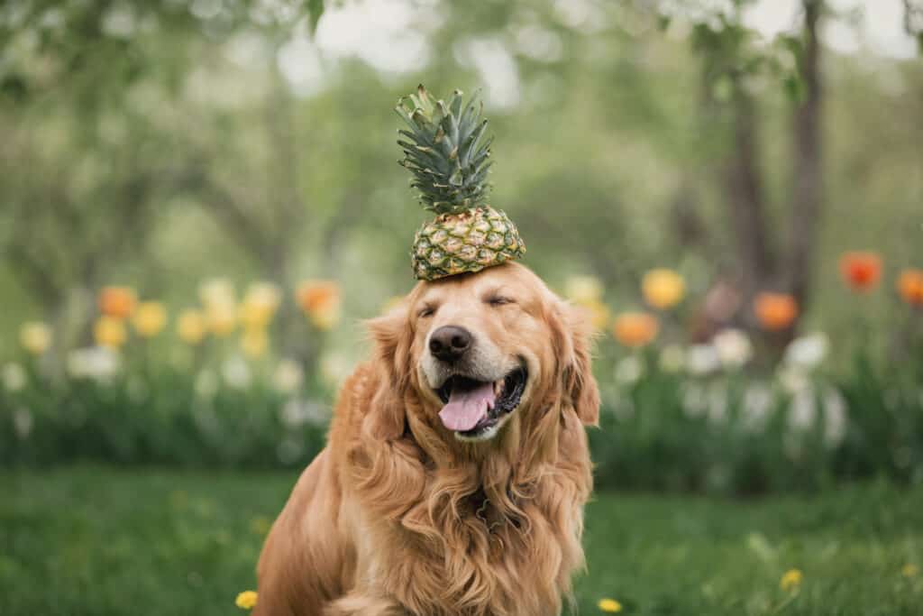 Center frame: A golden retriever sitting in green grass with its eyes closed, and its mouth open, revealing a large pinkk tongue. The top half of a pineapple, that has been sliced in half, sits on the dog's head. Background of blurry flowers, probably tulips - white, yellow, peach.