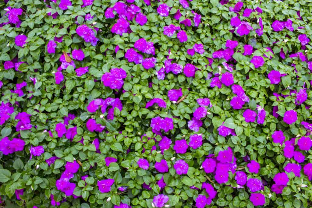 purple impatiens