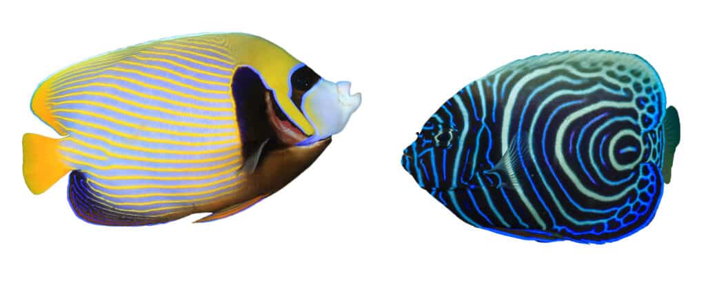 Emperor Angelfish Transformation