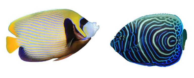 Adult vs. Juvenile emperor angelfish