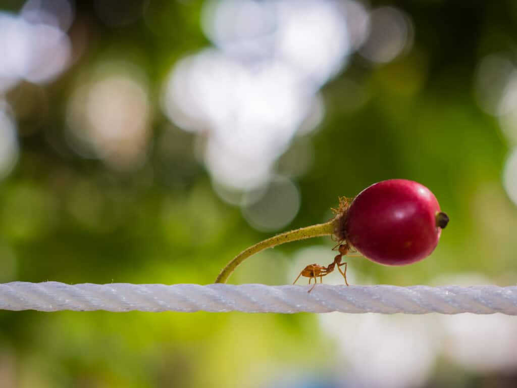 A red ant walking along a  length of tart white rope while carrying what appears to be a small radish., which is several times larger than the ant against a blur of green .