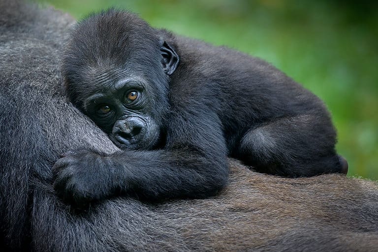Baby gorilla