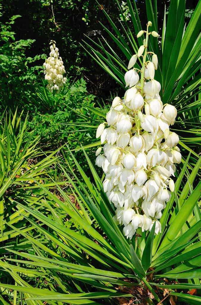 Yucca plant in flower. The tall,eract flower stalk is frame right . The. white flowers are downward facing and tulop=shaped. They are a lot of flowers on the stalk. The stalk is emerging from the center of a rosette of long, slender green leaves. Back ground consists of another Yucca in Flower. 