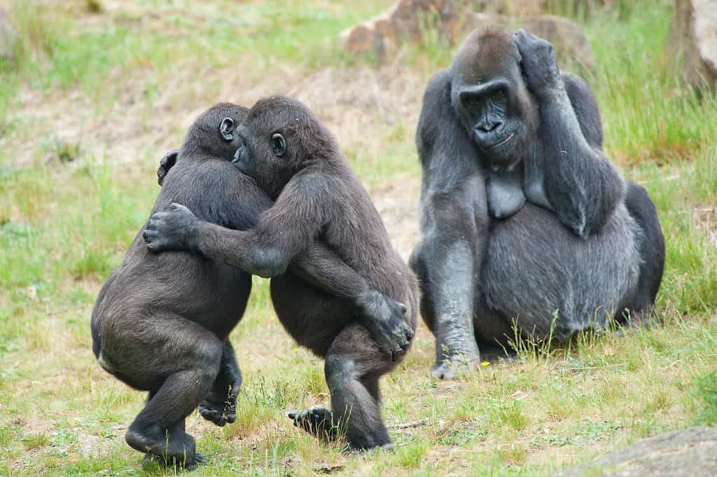 Two baby gorillas