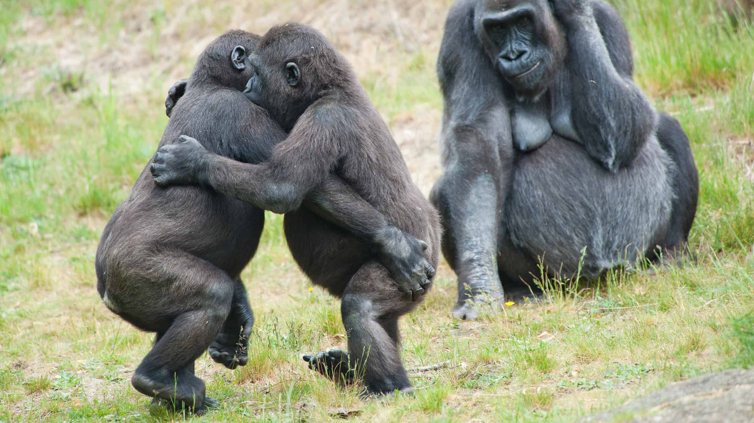 Two baby gorillas