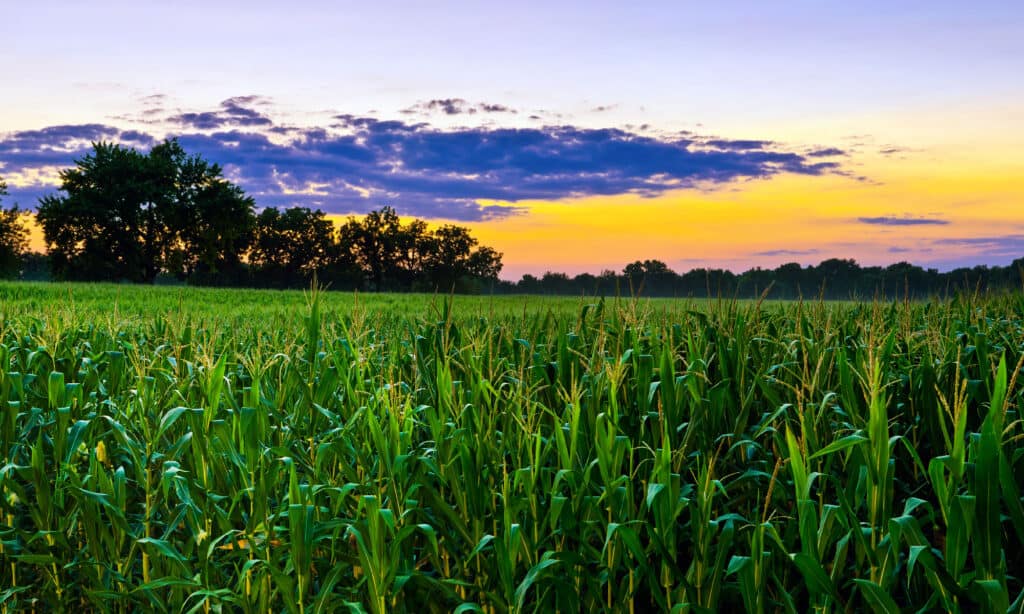 Cornfield at sunset