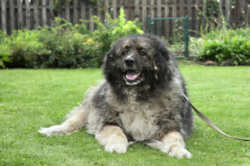 Caucasian mountain dog/Caucasian Shepherd