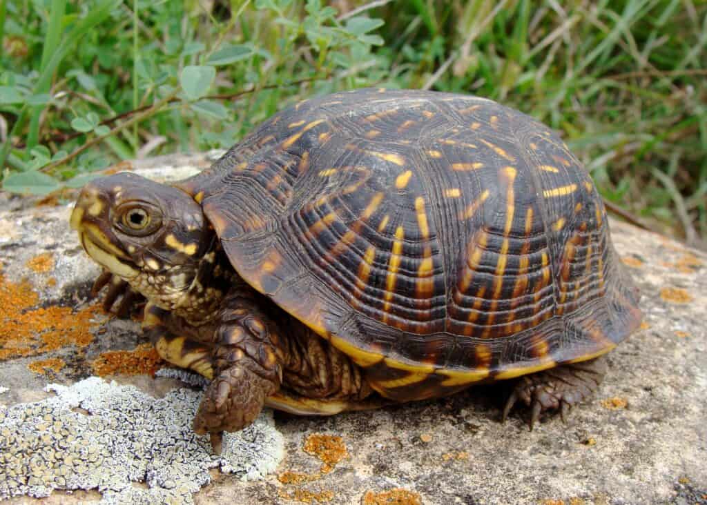 Ornate box turtle