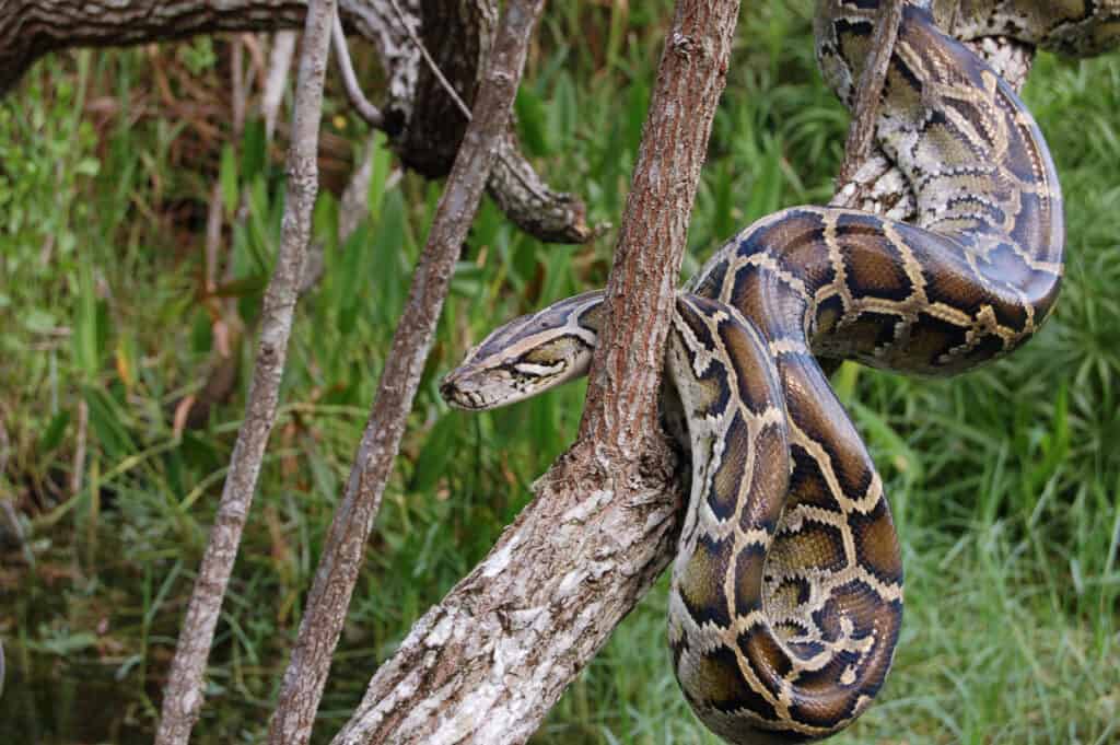 Python hunters wrestle 19-foot-long record-breaking snake #Shorts 