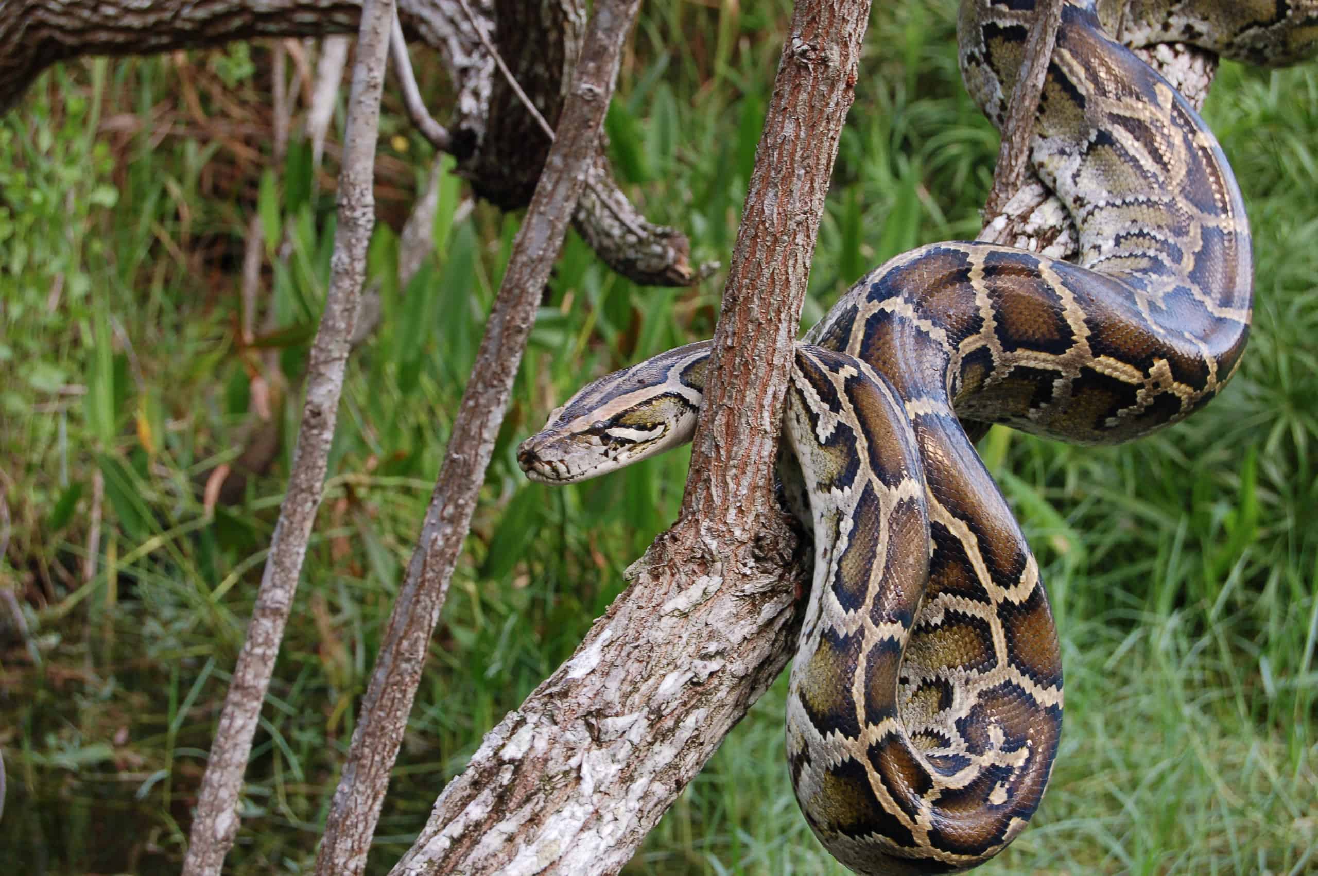 Burmese Python in a tree