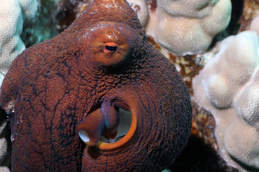 a brown blob with rusty accents known as an Hawaiian day octopus is center/left in the Fram with a background of white coral