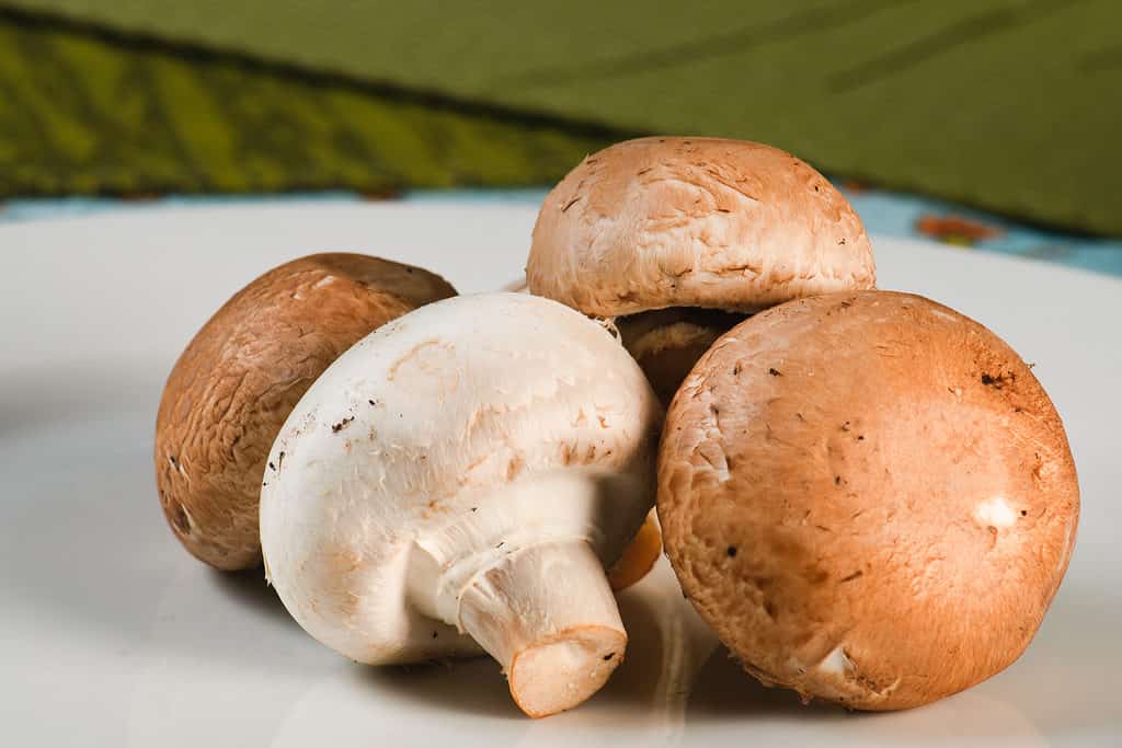 brown mushrooms on plate