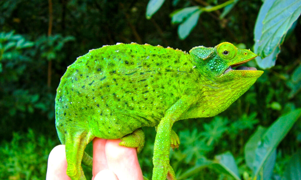 Jackson's Chameleon