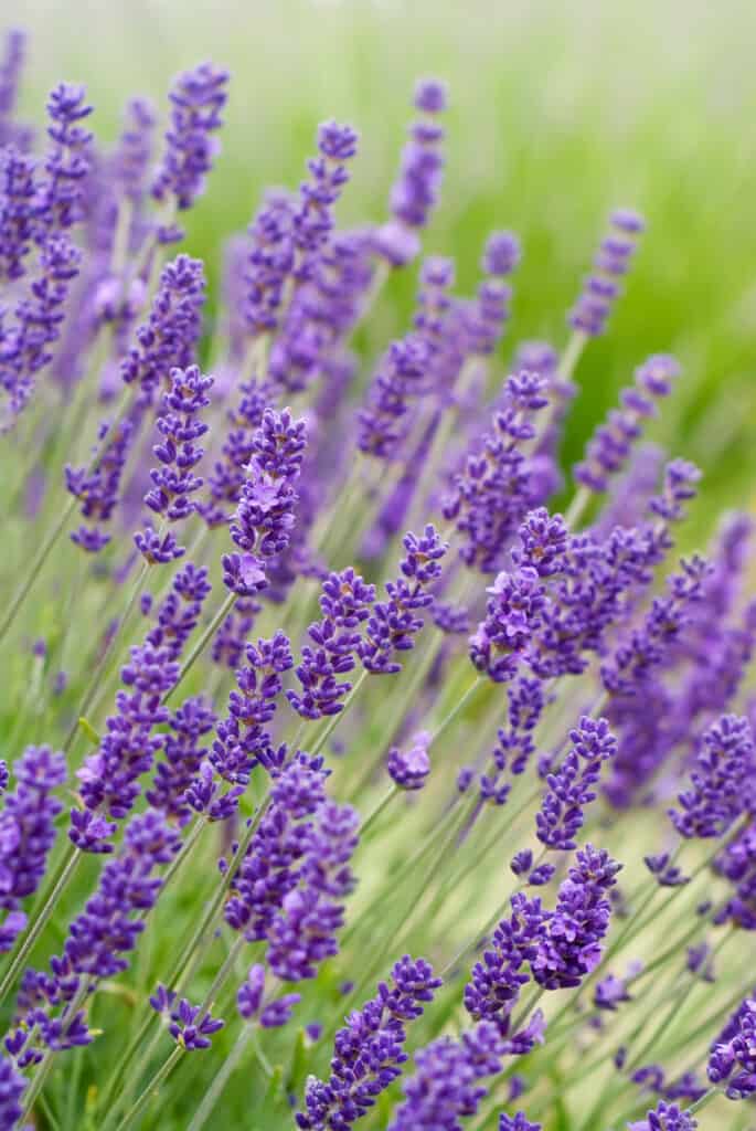 Shade-Tolerant Varieties of Lavender