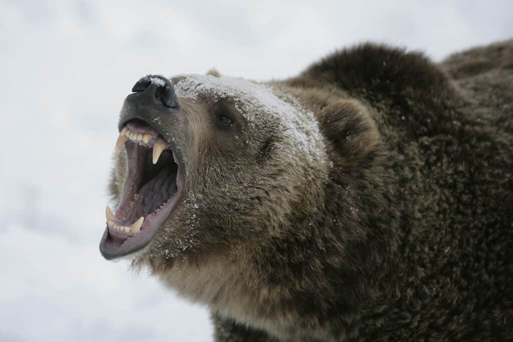 Grizzly bear in snow