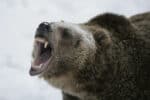 Grizzly bear in shows its teeth in the snow 