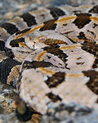 Timber Rattlesnake (Canebrake Rattlesnake) - A-Z Animals