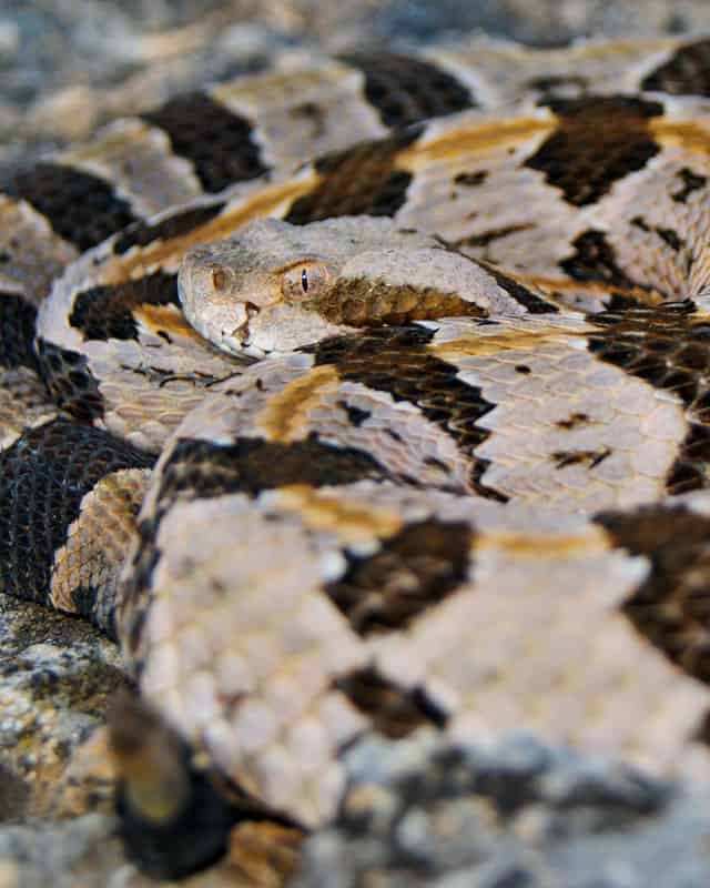 Life Cycle Of A Rattlesnake