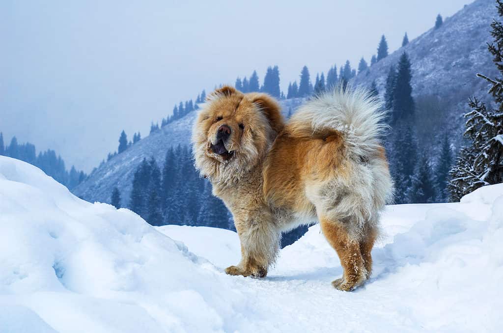 Chow-chow dog