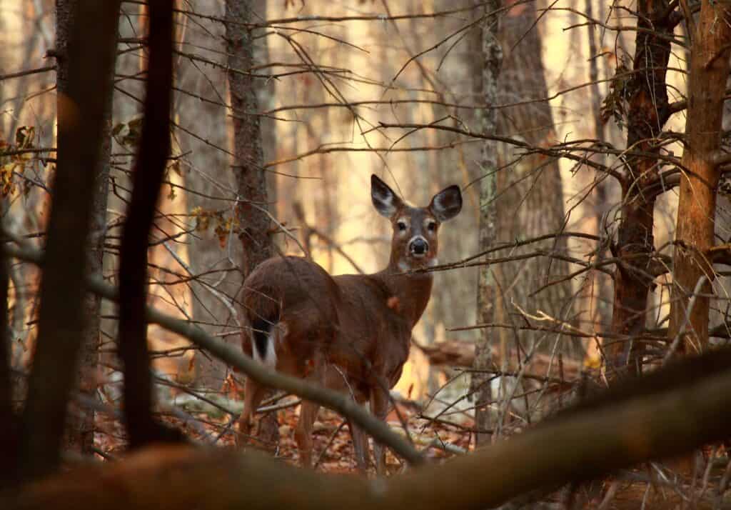 The white-tailed deer is one animal you may encounter near Purdue University.