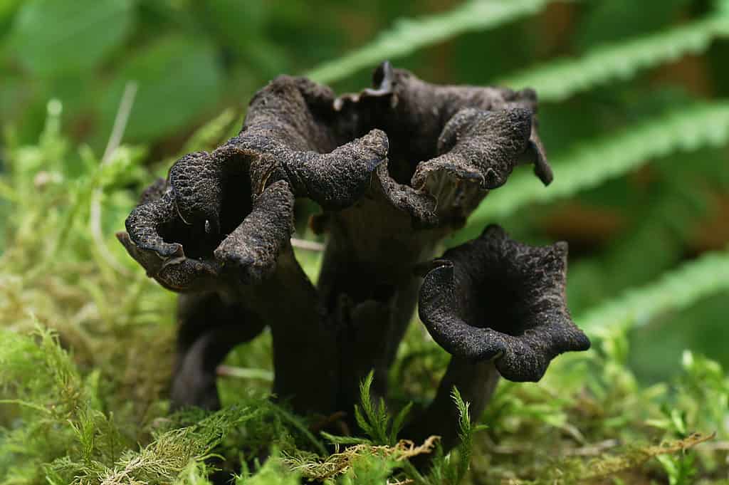 Black trumpet mushrooms growing in moss