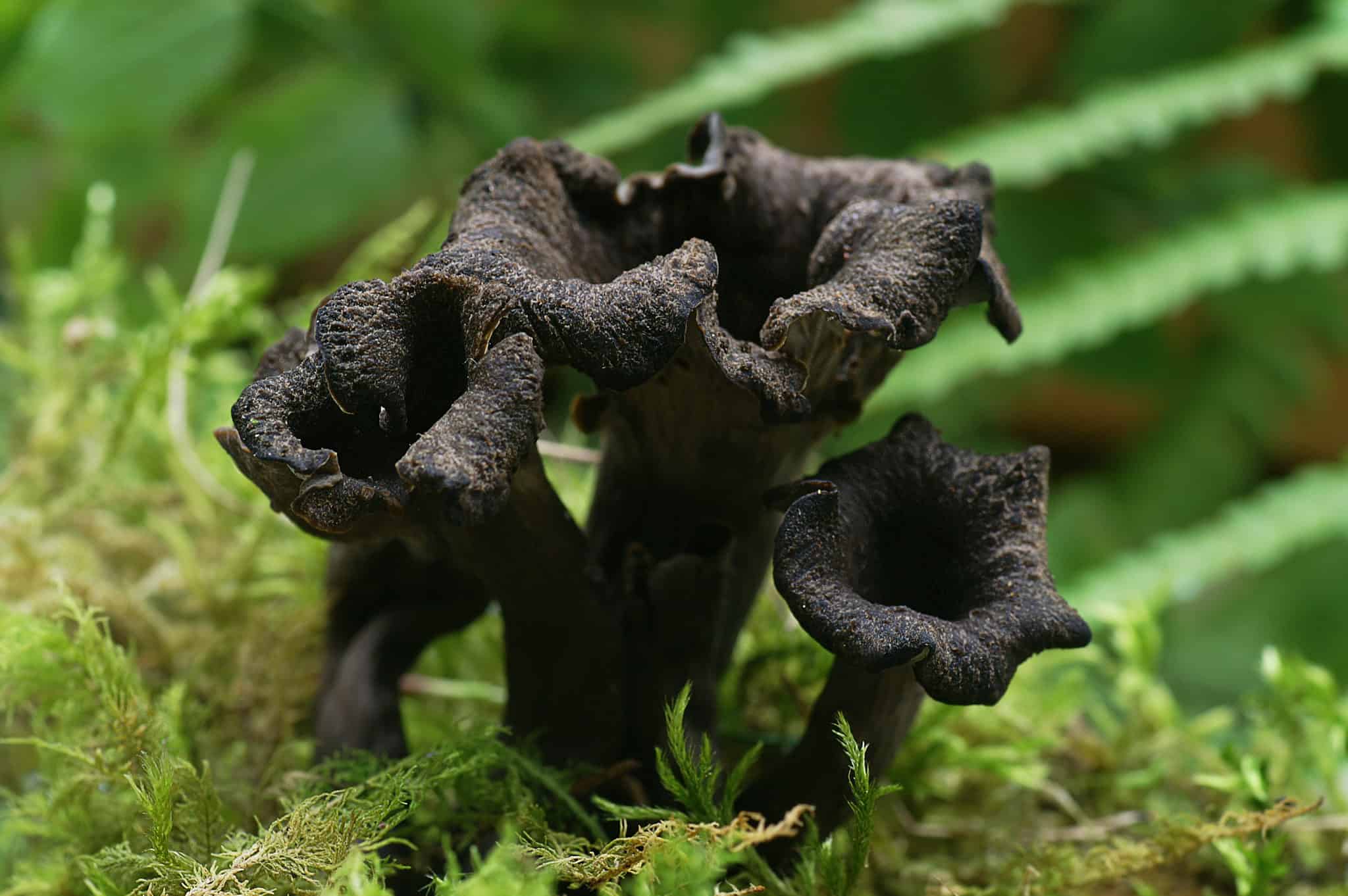 Черные грибы виды. Вороночник рожковидный гриб. Лисичка черная вороночник рожковидный. Чёрные лисички грибы. Вороночник рожковидный (Craterellus cornucopioides).