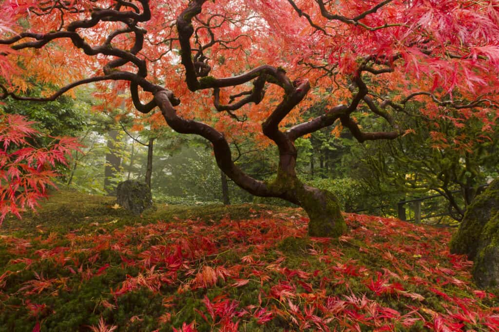 Colorful Japanese maple in almost misty forest, leaves covering ground