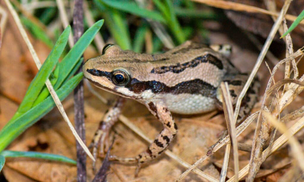 Boreal Chorus Frog