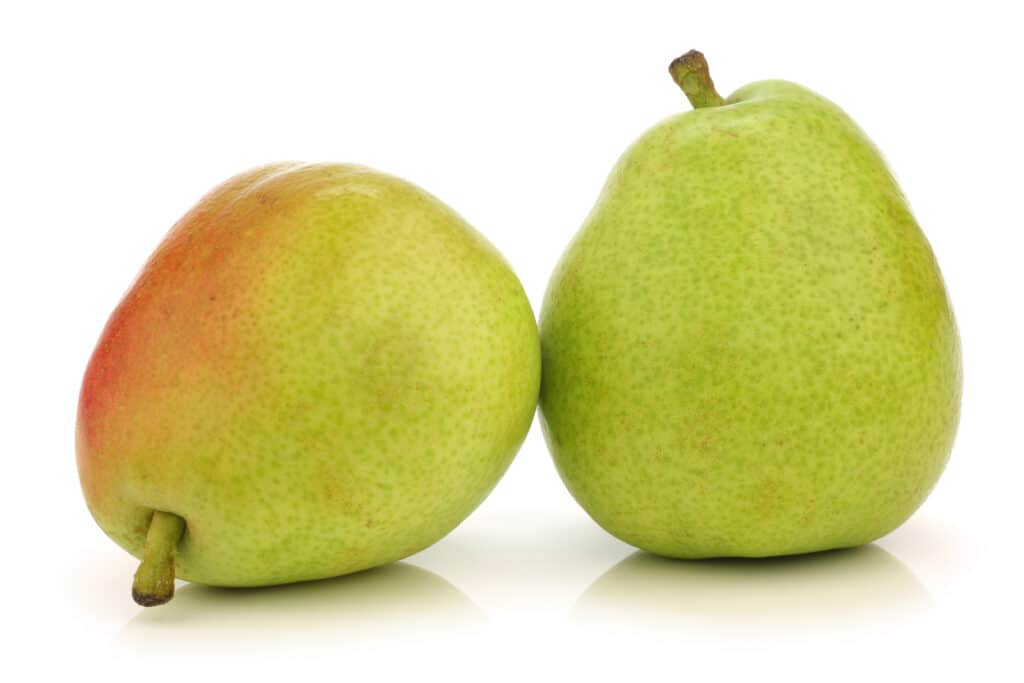Two Anjou pears, center /full frame on isolate white. The pear on the left has been placed on its side revealing a blush of red on its otherwise yellow/green body. The pair on the right is upright ad uniformlyyellow/ green.Both pearshave short stem nubs.