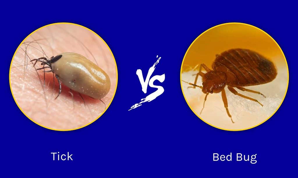 bed bugs vs ticks