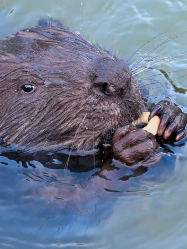 10 Incredible Beaver Facts Cover image