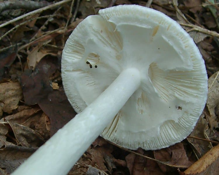 Destroying angel mushroom (Amanita virosa)