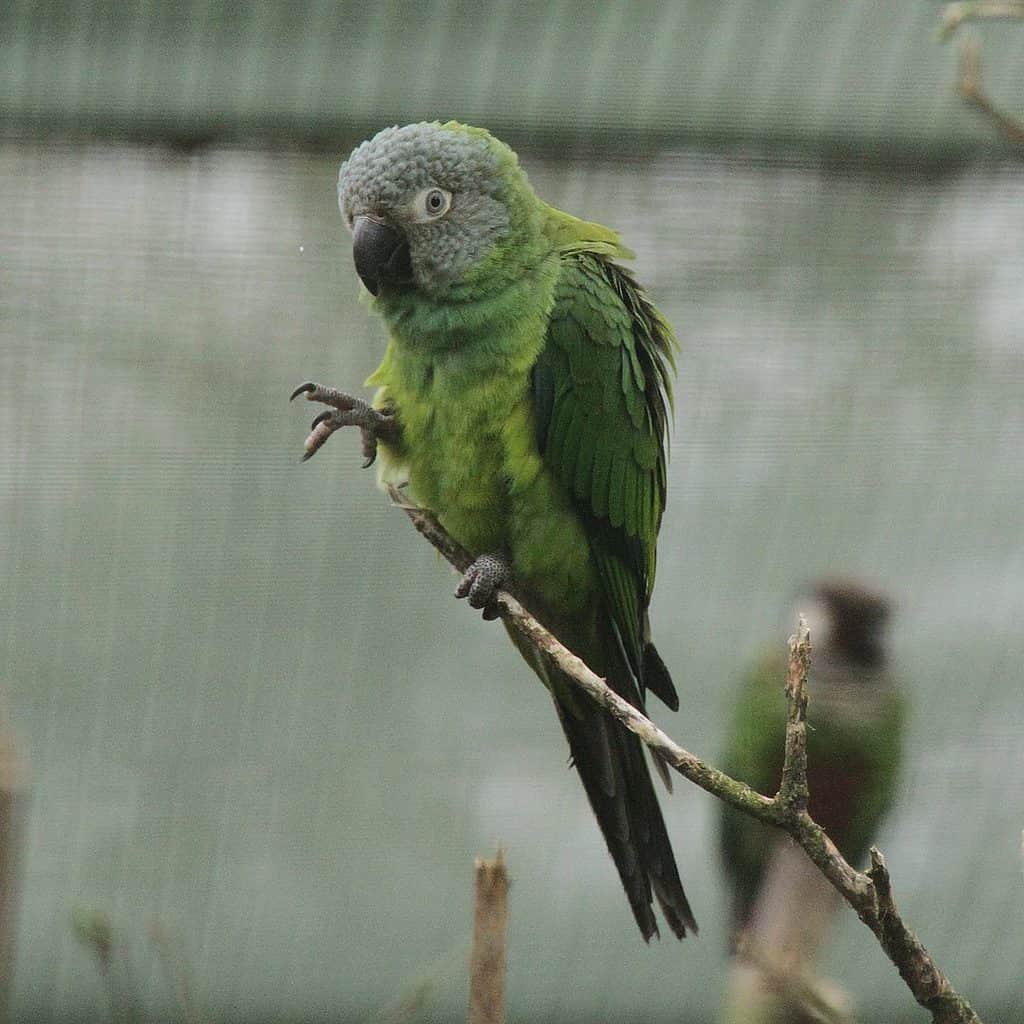 dusky-headed conure