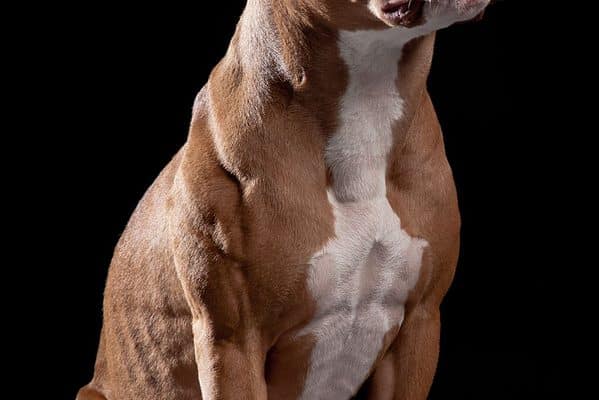 The average pit bull weighs between 35-60 lbs.