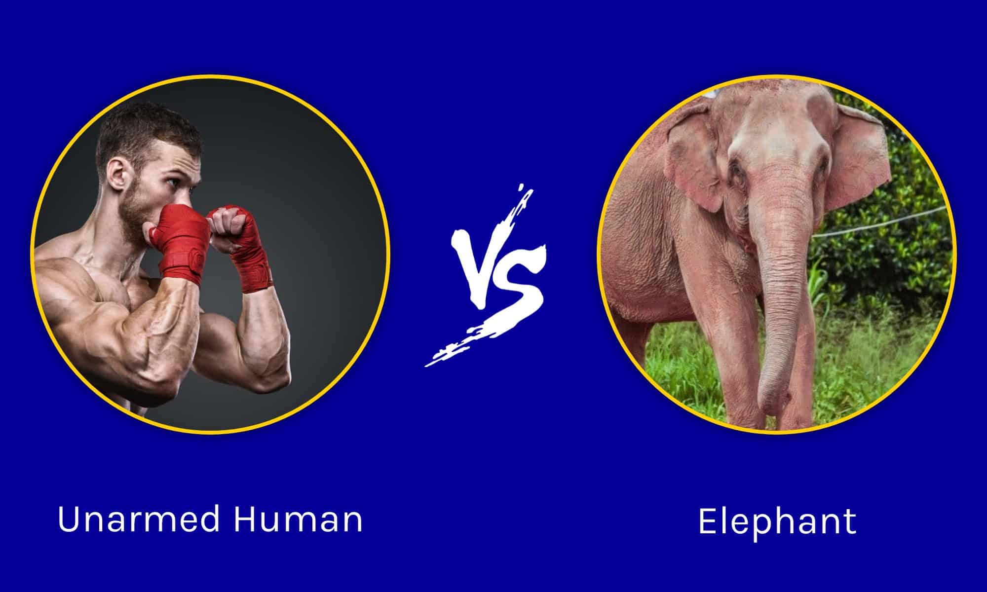 Could an Unarmed Human Beat an Elephant? AZ Animals
