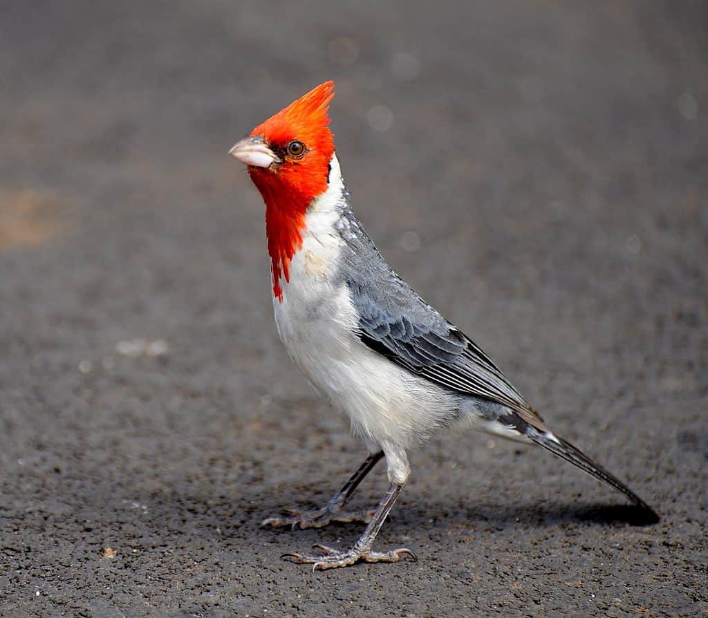 cardenal de cresta roja