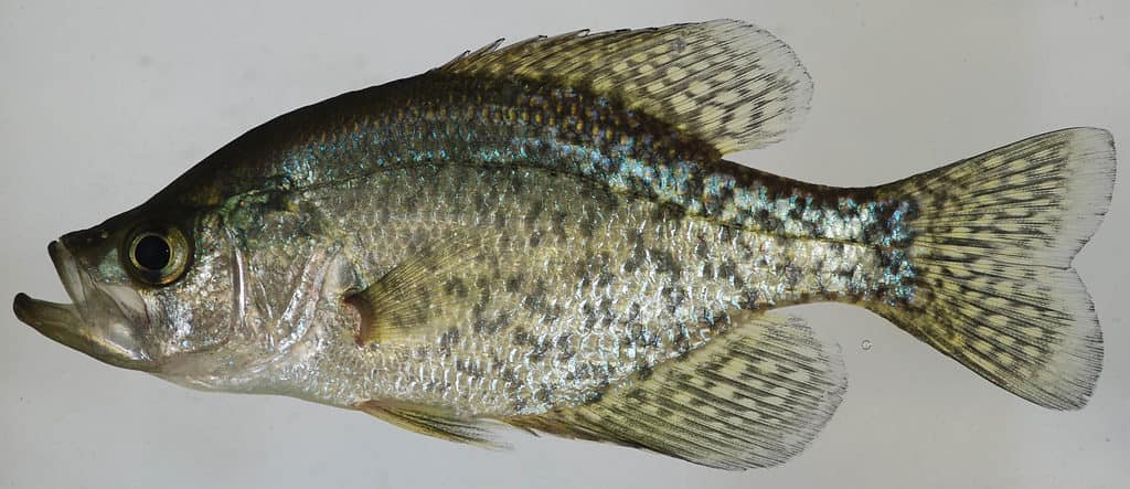 Lessons & Tips  crappie-gills-n-more