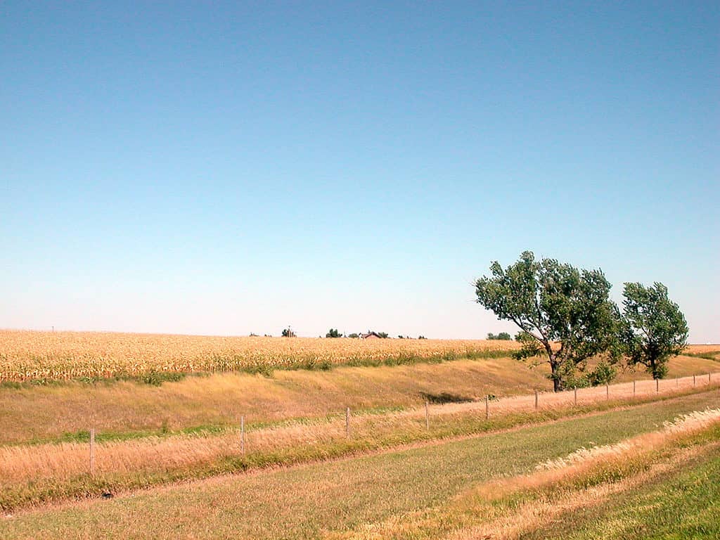 Fields of grain Colby, Kansas