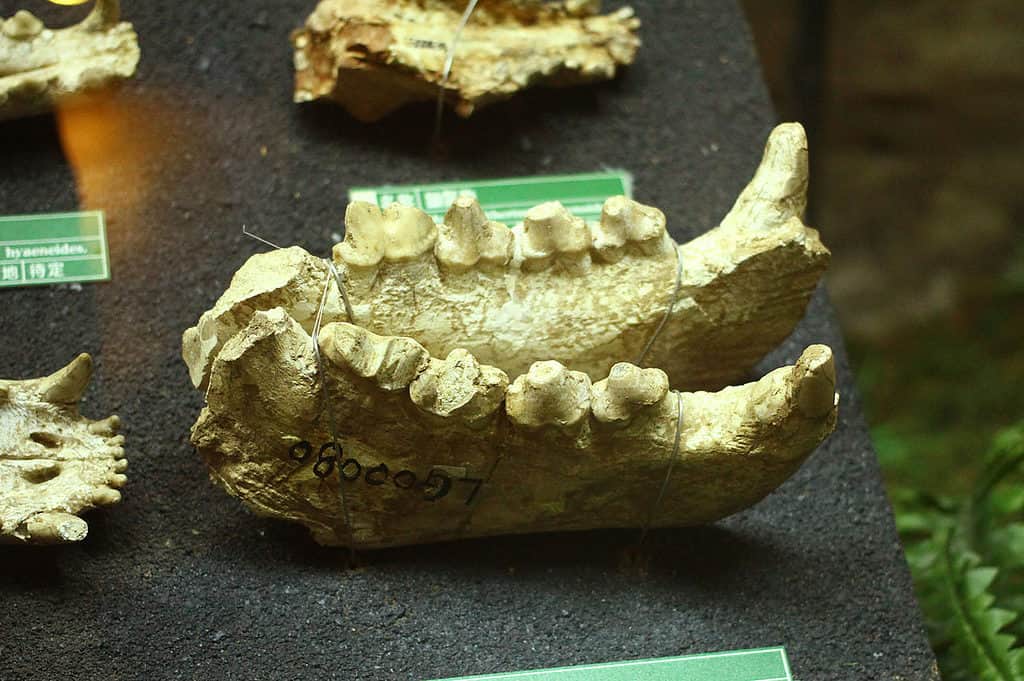 巨鬣狗 Dinocrocuta gigantea