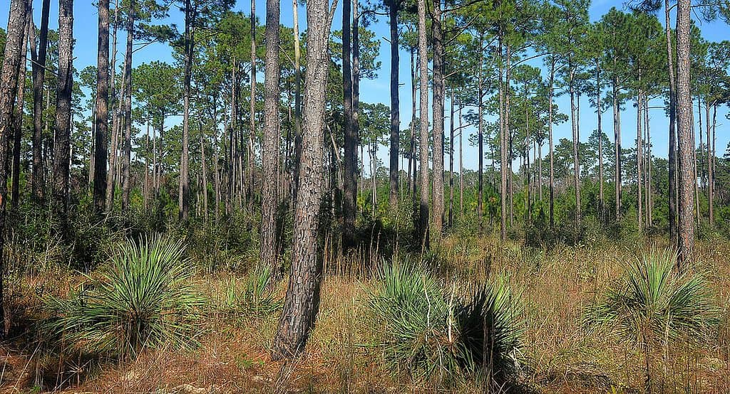 Louisiana yucca (Yucca louisianensis), Roy E. Larson Sandyland Sanctuary, Hardin County, Texas, USA (November 2019)