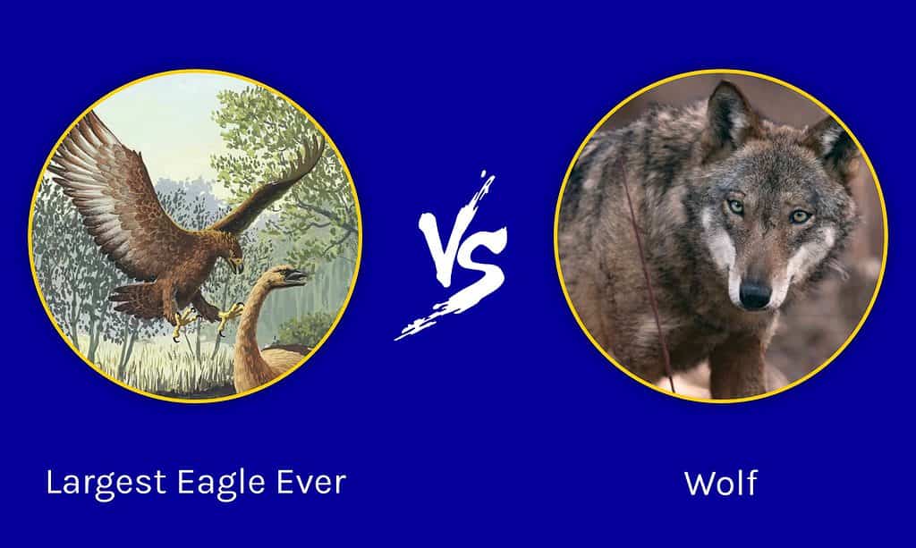 Largest Eagle Ever vs Wolf