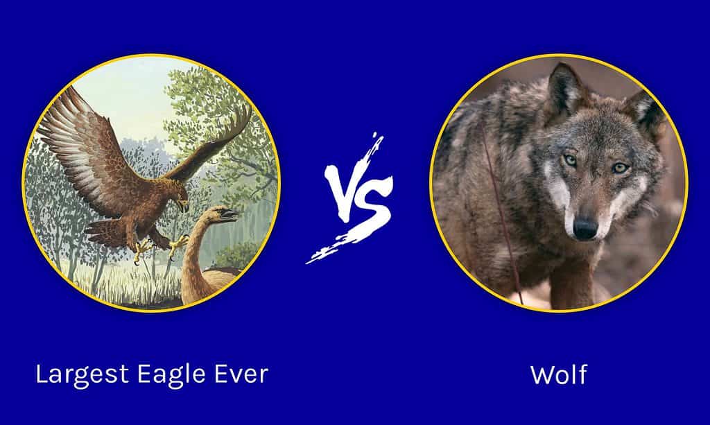 golden eagle attacks wolf