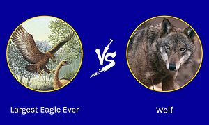 Epic Battles: The Largest Eagle Ever vs. A Wolf photo