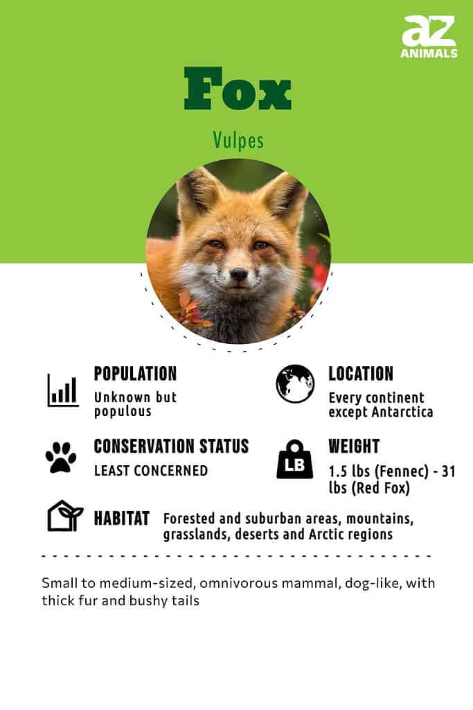 Fox Animal Facts  Vulpes vulpes - A-Z Animals