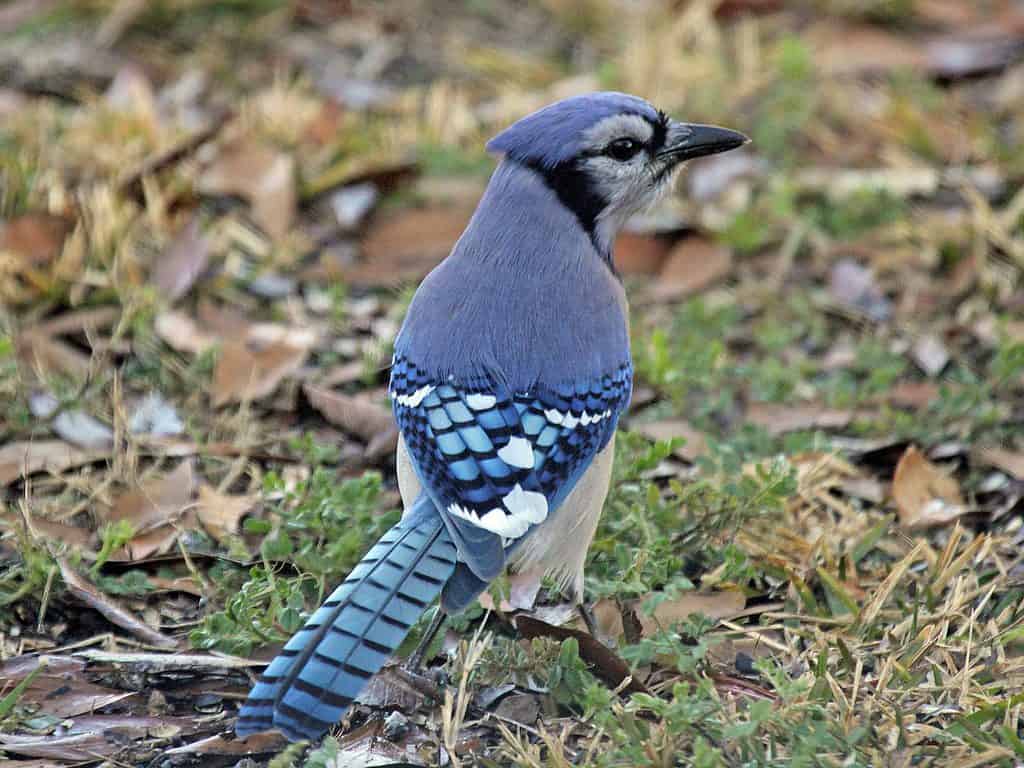 What's a Baby Blue Jay Called + 4 More Amazing Facts and Pictures! - AZ  Animals