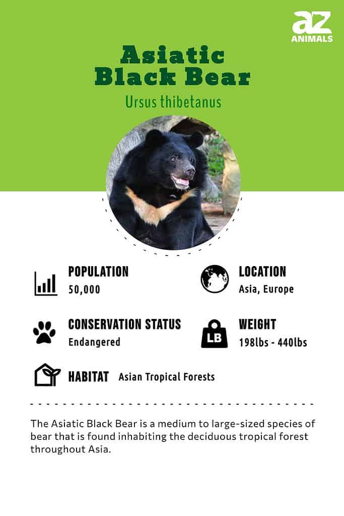 Asiatic Black Bear Infographic