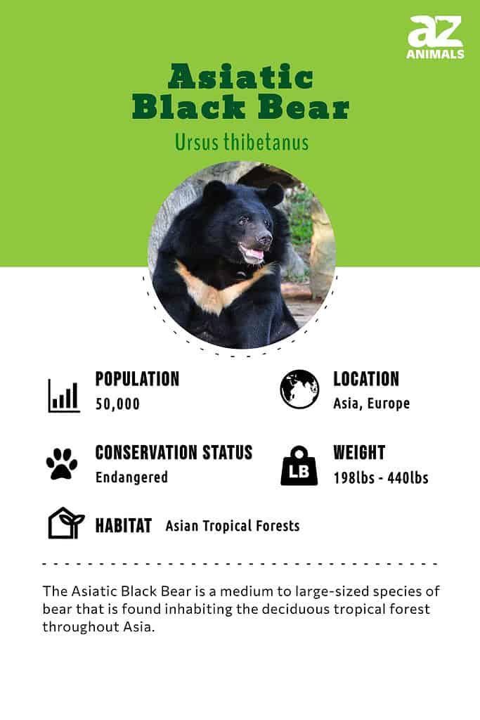 Asiatic Black Bear Animal Facts