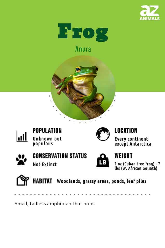 Frog Animal Facts - AZ Animals